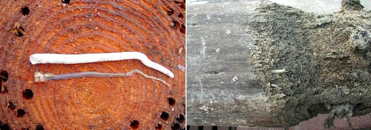 Hajóférgek: egy tengerész rémálma, amik útközben megeszik a hajót Állatvilág, Biomimikri, gasztronómia, hajózás, Invázió, klíma, Mérnökség, tenger, természet, történelem