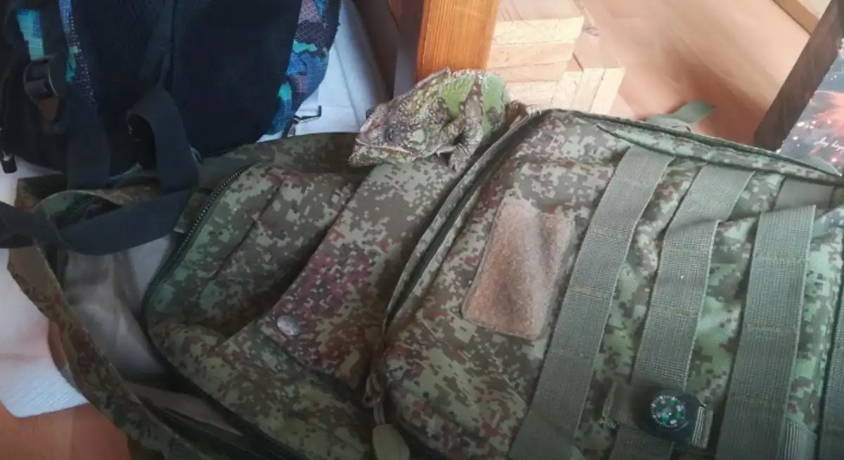 19 bizonyíték arra, hogy a hétköznapi dolgok közelebbről nézve lenyűgözőek lehetnek Állatok, csodák, Érdekességek, felfedezés, jelenségek, látvány, meglepetés, ritkaságok, színek, természet
