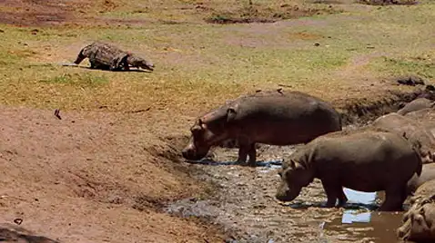 A zoológus krokodilnak öltözött, és bemászott a krokodilok közé. Hogyan ért véget a veszélyes kísérlet? Álcázás, expedíció, galéria, Kaland, Krokodilok, kutatás, természetvédelem, Tudós, vadvilág, veszély, zoológia