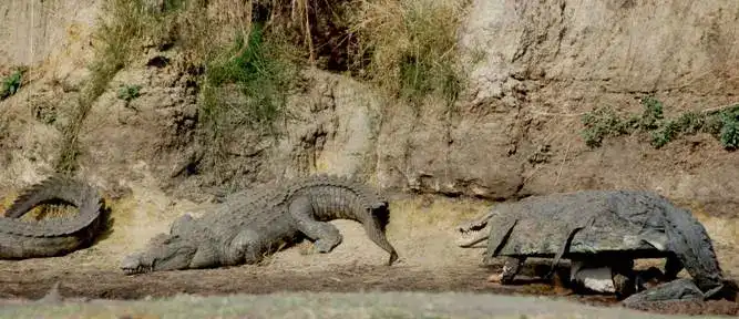 A zoológus krokodilnak öltözött, és bemászott a krokodilok közé. Hogyan ért véget a veszélyes kísérlet? Álcázás, expedíció, galéria, Kaland, Krokodilok, kutatás, természetvédelem, Tudós, vadvilág, veszély, zoológia
