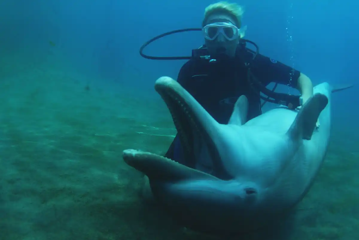 A nők valószínűleg másképp tekintenek majd a delfinekkel való játékra, ha megtudják, mi sülhet ki belőle. És a férfiaknak is óvatosabbnak kell lenniük delfin, Emlős, Interakció, Óvatosság, tenger, Tévhit, vadvilág, veszély, viselkedés, Zaklatás