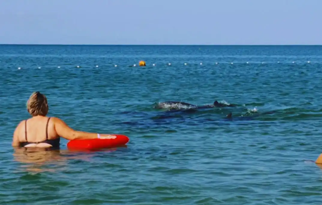 A nők valószínűleg másképp tekintenek majd a delfinekkel való játékra, ha megtudják, mi sülhet ki belőle. És a férfiaknak is óvatosabbnak kell lenniük delfin, Emlős, Interakció, Óvatosság, tenger, Tévhit, vadvilág, veszély, viselkedés, Zaklatás