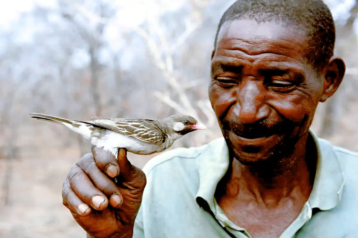 A tudósok sokáig nem akarták elhinni: hogyan használnak egyes afrikai törzsek madarakat a vadászathoz afrika, Együttműködés, ember, hagyomány, kommunikáció, madár, Méz, Mézkalauz, természet, vadászat