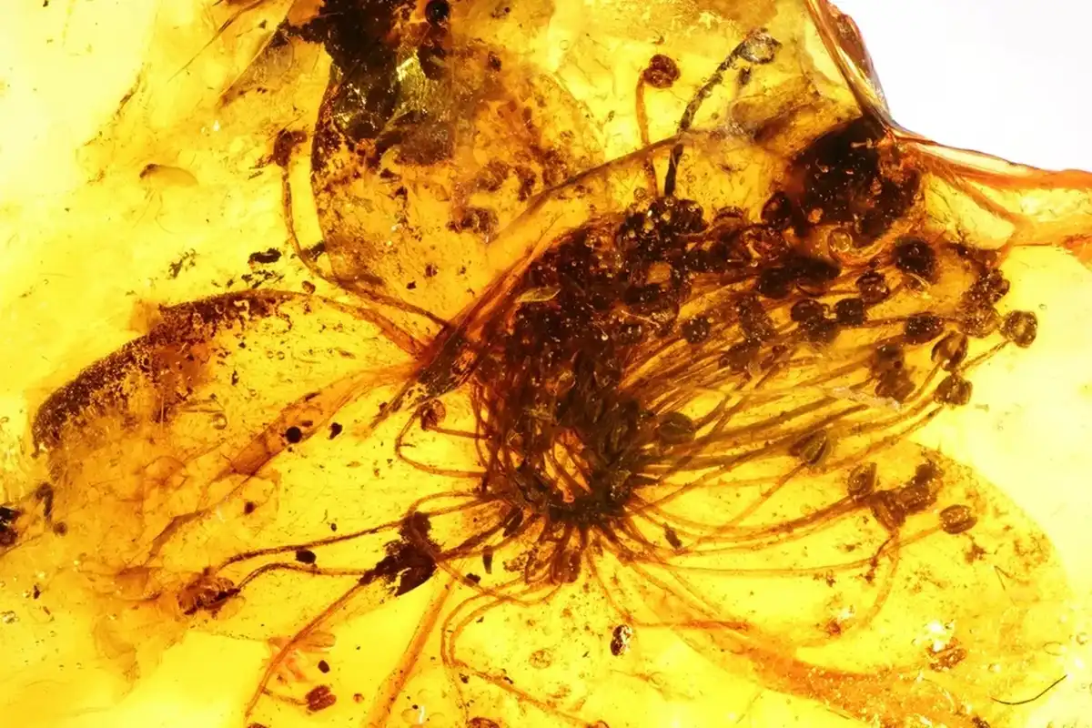 A borostyán foglyai: váratlan leletek és a legérdekesebb tények borostyán, dinoszaurusz, felfedezés, kövület, őskor, őslénytan, rovar, természet, tudomány, zárvány