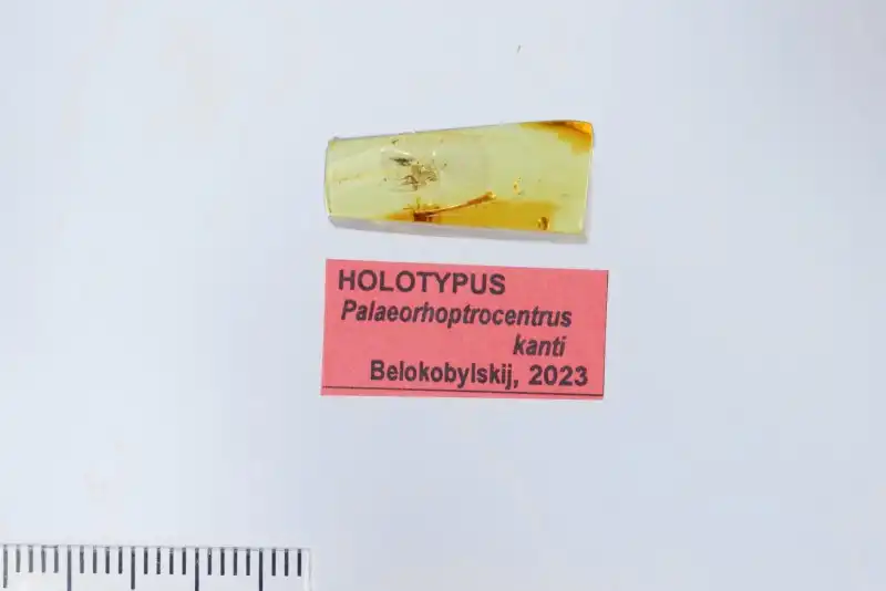 A borostyán foglyai: váratlan leletek és a legérdekesebb tények borostyán, dinoszaurusz, felfedezés, kövület, őskor, őslénytan, rovar, természet, tudomány, zárvány