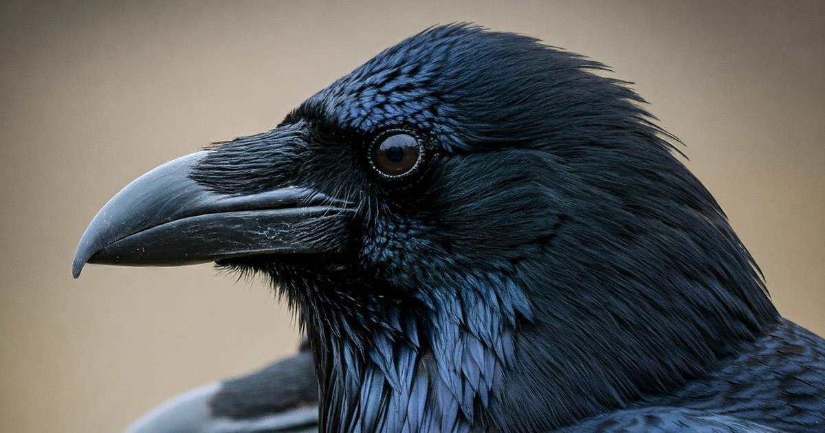 Elképesztő tények a varjakról, amiket nehéz elhinni