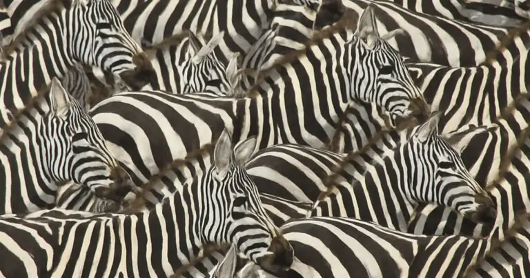 Zebracsíkok Rejtélye: Nem ragadozó, nem meleg – az igazi ok meglepő!