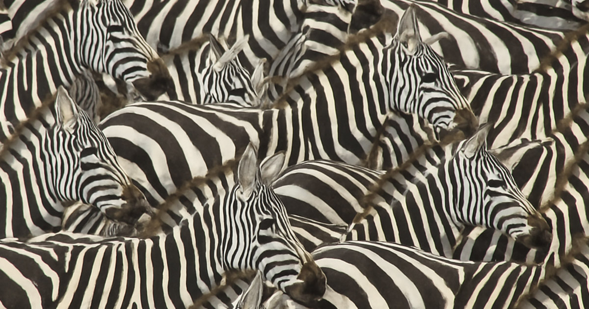 A zebrák csíkjai nem a ragadozók ellen védenek és nem is a melegtől. Ennél sokkal zseniálisabb oka van