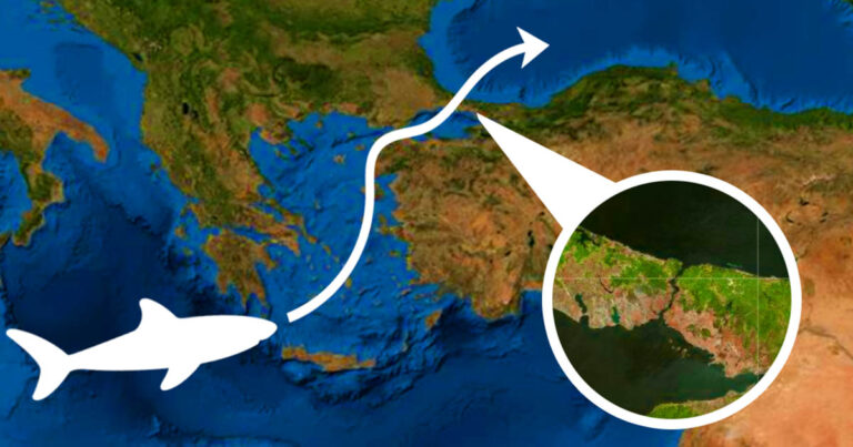 Cápák a Fekete-tengerben? Meglepő tények a ragadozókról!