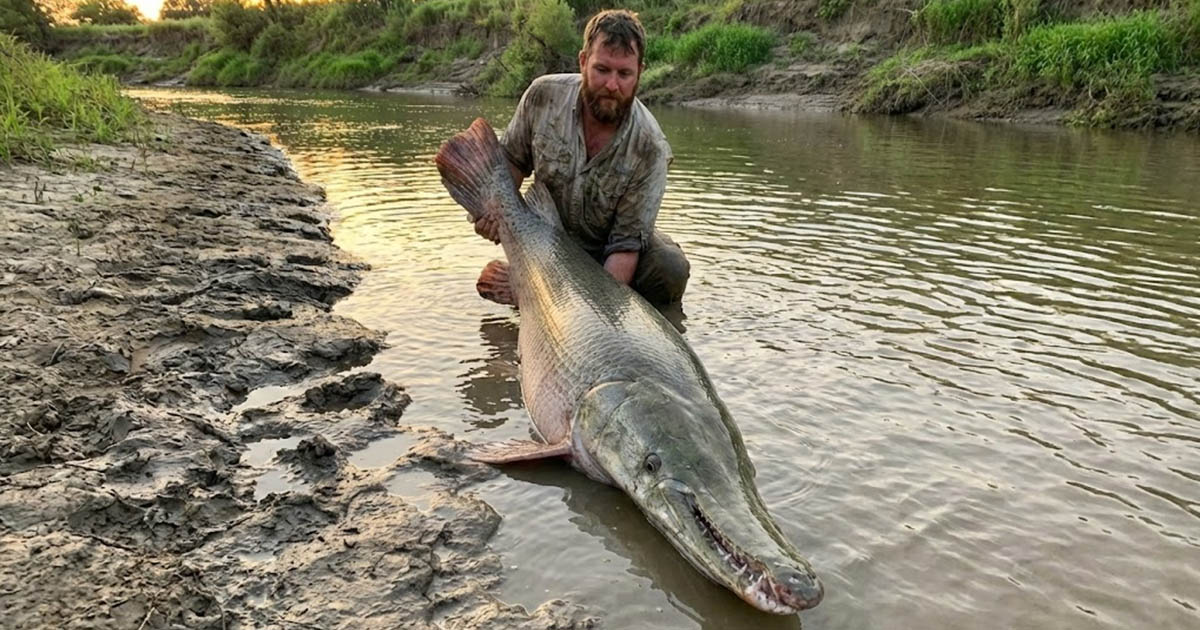 Aligátorhal: Az amerikai folyók szörnyhala. Még a krokodilok sem mernek vele ujjat húzni, és a páncélját késsel sem lehet átütni