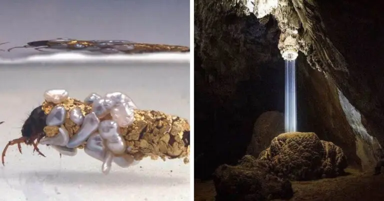 16 Elképesztő Ritkaság: Amiről Nem Is Tudtál, Hogy Létezik