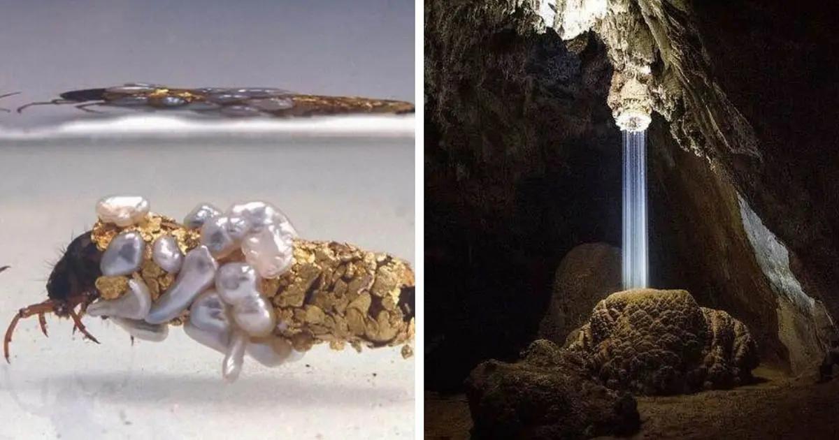 16 ritkaság, amit a legtöbb ember soha nem látott