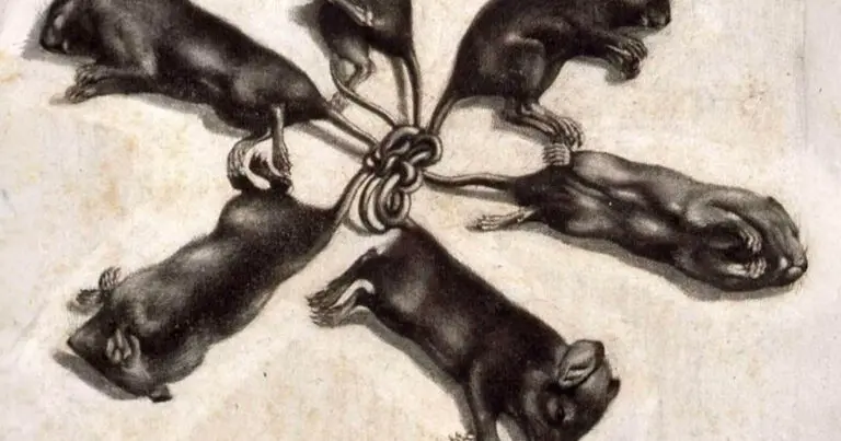 A „patkánykirályok” hátborzongató jelensége. Hogyan születnek és milyenek élőben?