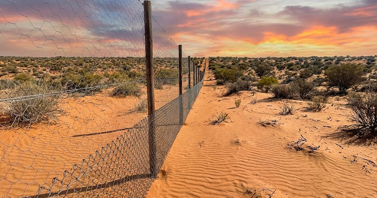 Milyen borzalom rejtőzik Ausztráliában egy 6 ezer kilométer hosszú kerítés mögött?
