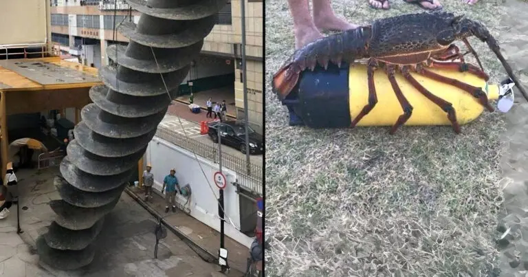 17 hihetetlen méretű dolog és élőlény: amiktől törpének érzed magad az óriások földjén