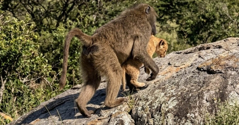 Miért lopnak a majmok oroszlánkölyköket?
