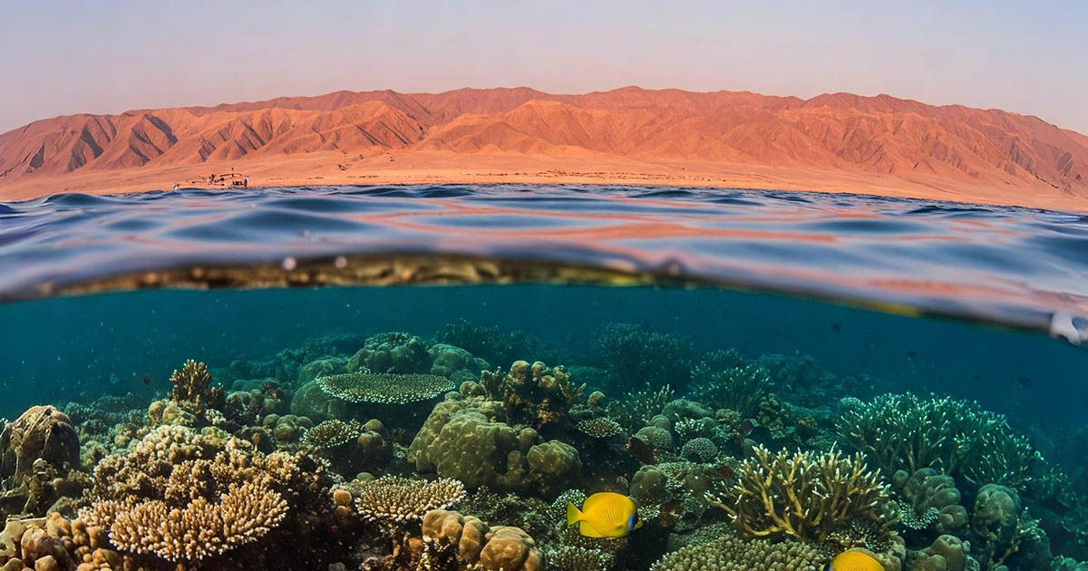 Szeretnél úszni a Vörös-tengerben? Olvasd ezt el, és minden vágyad eltűnik