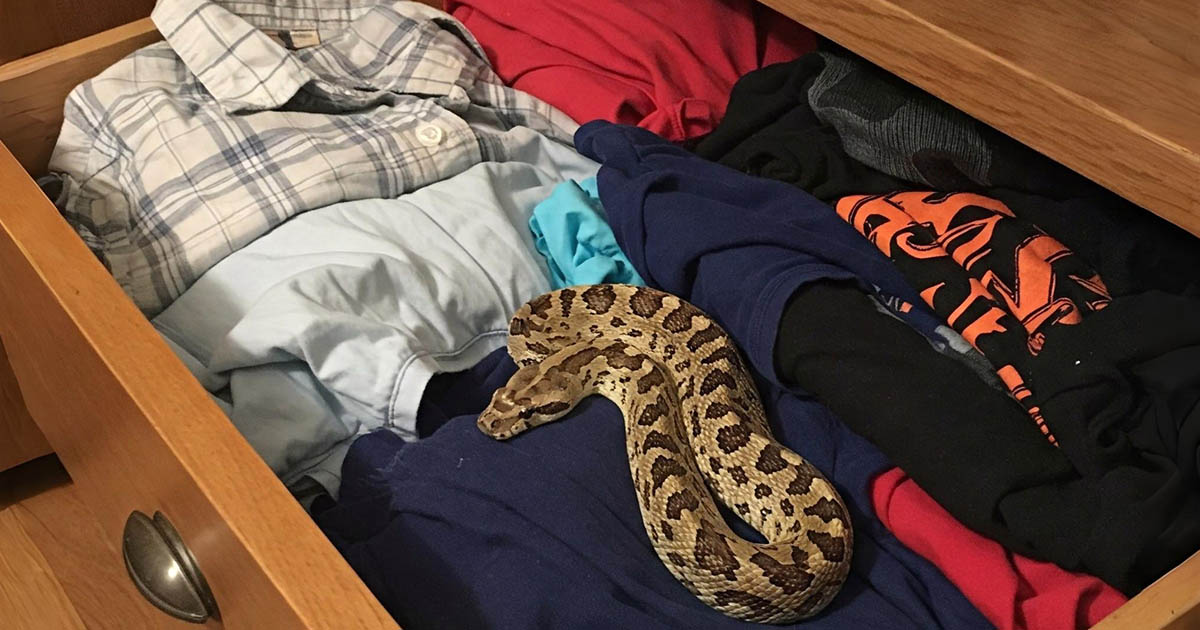 16 alkalom, amikor az ausztrál lakosokat megijesztették a váratlan helyeken felbukkanó állatok