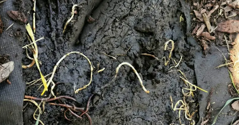 Letakartam, eltávolítottam, megbántam: miért nem szabad geotextíliával takarni a földet a gyomok ellen