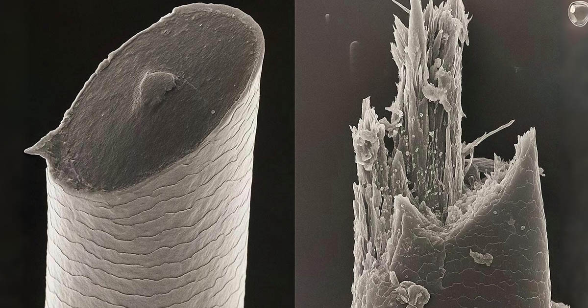 Hogyan épülnek fel a mindennap látott dolgok? A mindennapi dolgok titkainak feltárása mikroszkóp alatt
