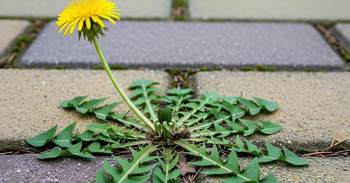 Miért nincs gyom a térkövezett járdákon az USA-ban: amíg mi harcolunk ellenük, ők már csírájában elfojtják