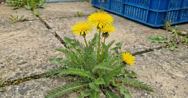 Gyommentes térkő: Az 1 filléres USA módszer, ami örökre megoldja!