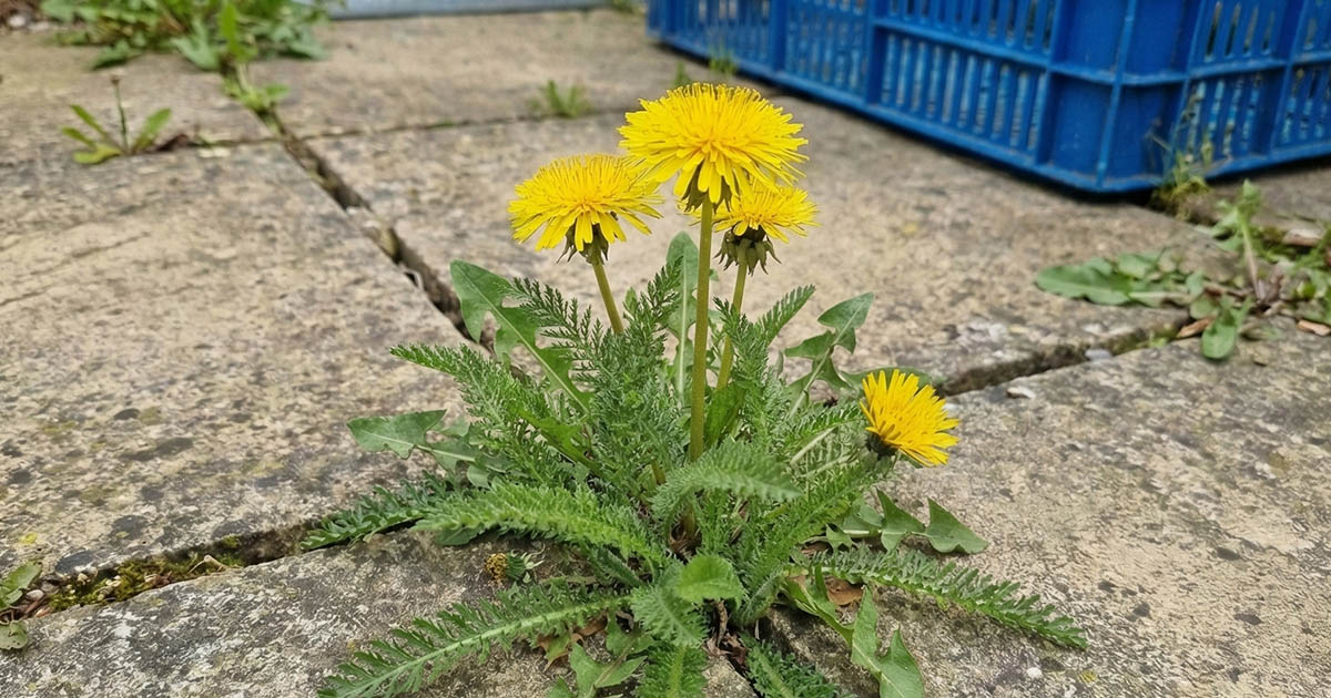 Miért nincs gyom a térkövezett járdákon az USA-ban: amíg mi harcolunk ellenük, ők már csírájában elfojtják