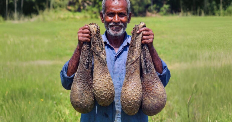 15 Döbbenetes Dolog, Amit Még Sosem Láttál! [2024]