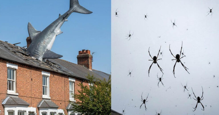 8 hihetetlen eső: Mikor hullott cápa, hús és pénz az égből?