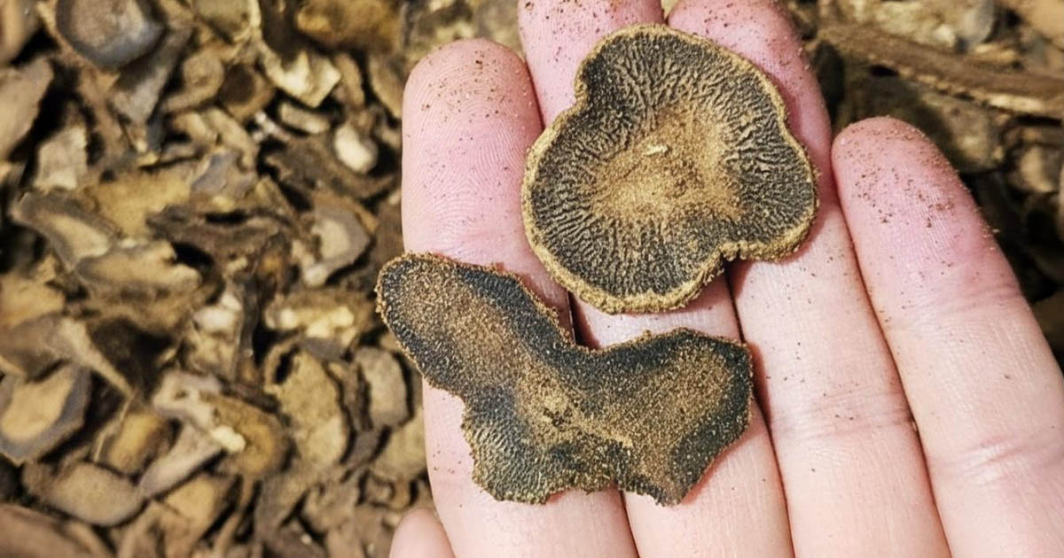 A legdrágább fa a bolygón: miért drágább, mint az arany?