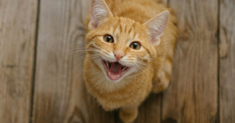 Miért nyávog a macskád folyamatosan ok nélkül, és járkál fel-alá a házban? Ne hagyd figyelmen kívül ezeket a jeleket