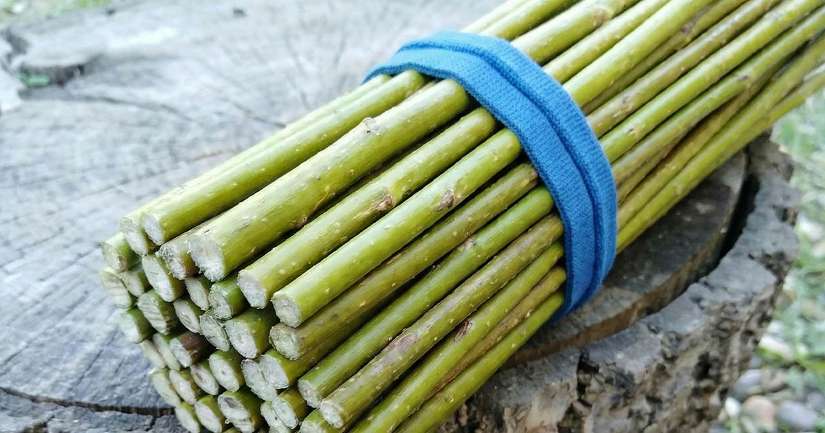 Egy férfi kerítés helyett 3000 (háromezer!) dugványt ásott a földbe a telek köré: megmutatom, mi történt velük 3 év alatt