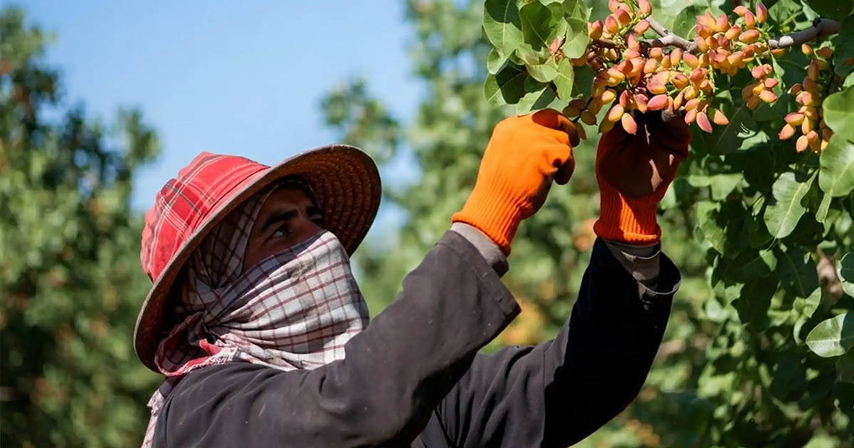 Kockázatos a begyűjtése, veszélyes az evése: miért éjszaka gyűjtik a pisztáciát, és miért kerül 1 kiló majdnem tízezer forintba