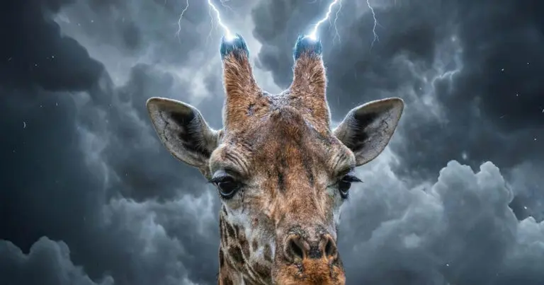 Hogyan védik magukat a zsiráfok a villámcsapásoktól?