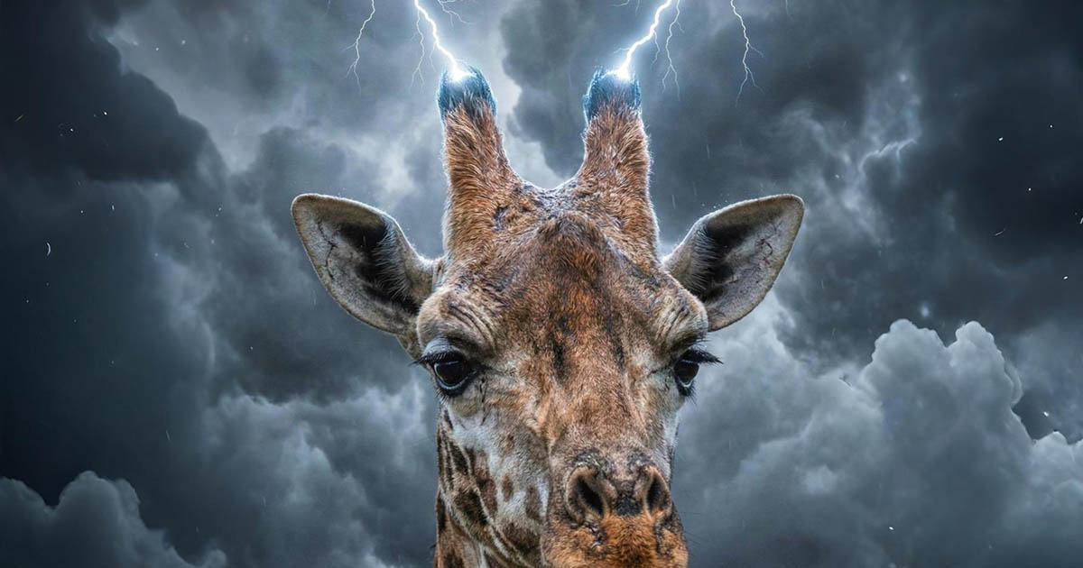 Hogyan védik magukat a zsiráfok a villámcsapásoktól?