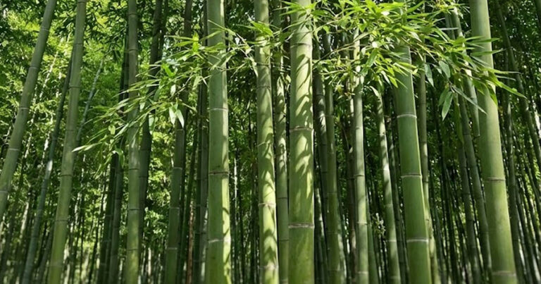 Bambusz: A növekedés bajnoka – 3 ok, amiért rekordgyors