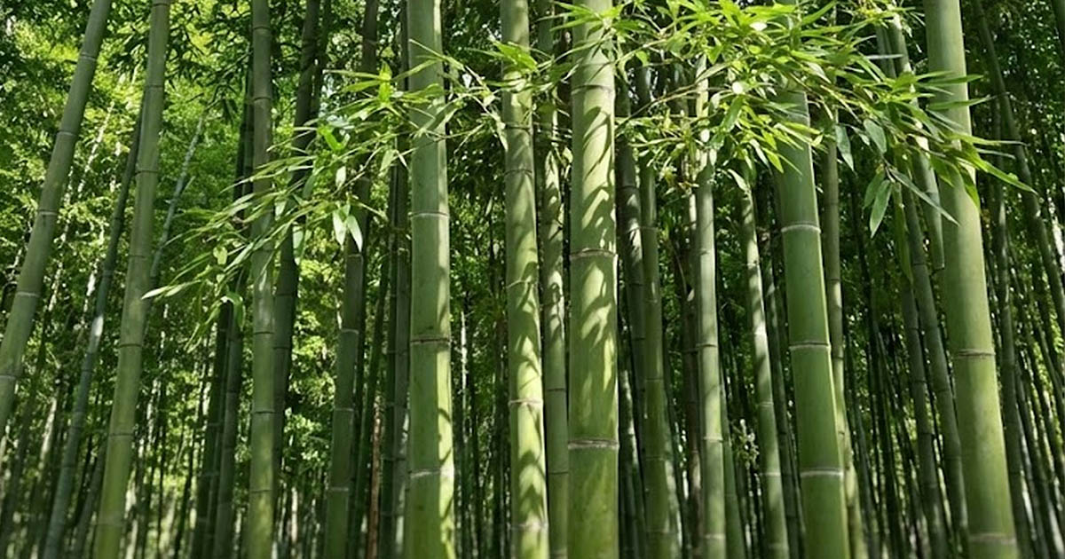 Miért nő olyan gyorsan a bambusz?