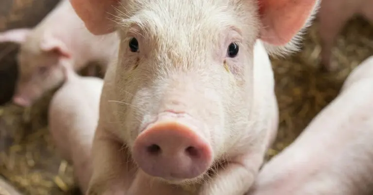 Miért nem esznek a zsidók és a muszlimok disznóhúst?