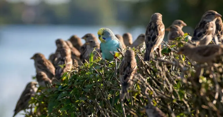 Miért nem tér vissza egy elrepült papagáj, még akkor sem, ha szereti a gazdáját?