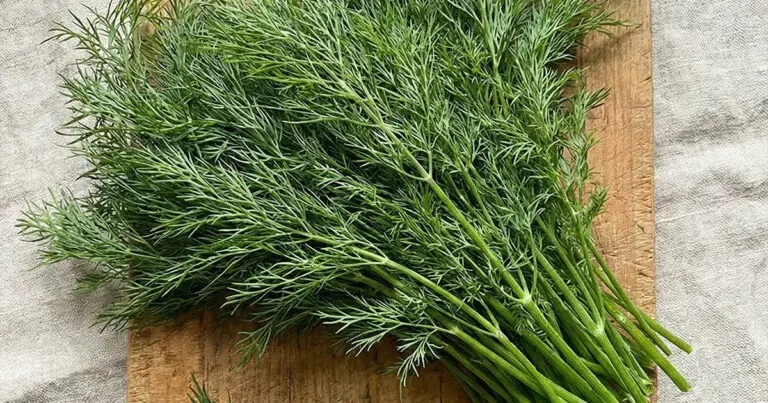 5 érdekesség a kaporról, amit eddig nem tudtál