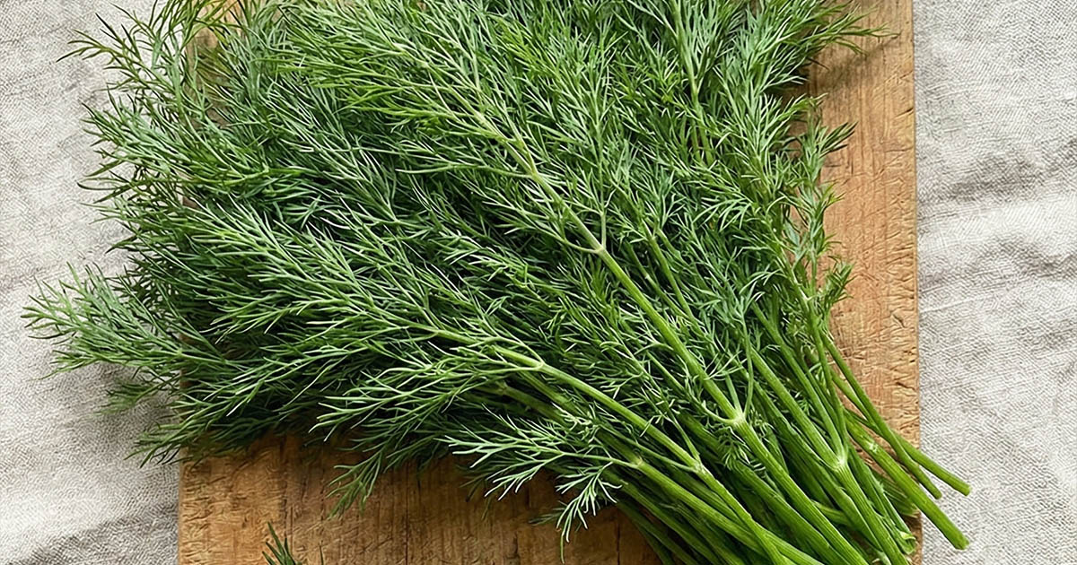 5 érdekesség a kaporról, amit eddig nem tudtál