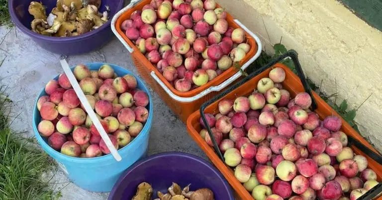 „Soha ne add oda senkinek a kertedben maradt zöldségeket; jobb, ha kidobod őket.” – a kertész szomszédom elmondta, miért nem szabad elajándékozni őket