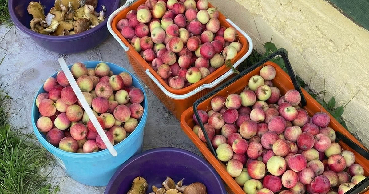 „Soha ne add oda senkinek a kertedben maradt zöldségeket; jobb, ha kidobod őket.” – a kertész szomszédom elmondta, miért nem szabad elajándékozni őket