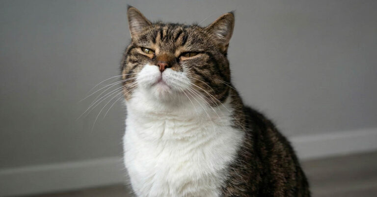 Emlékszik egy macska arra, hogy mi történt tegnap, vagy a mának él?