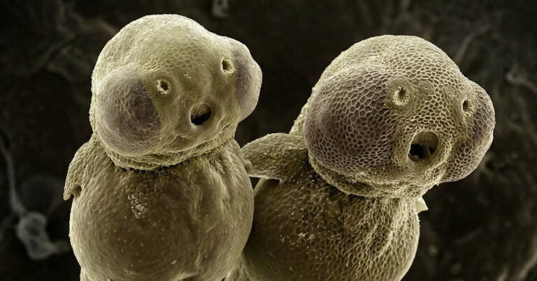 15 csodálatos makrofotó, ami segít jobban megismerni a minket körülvevő világot