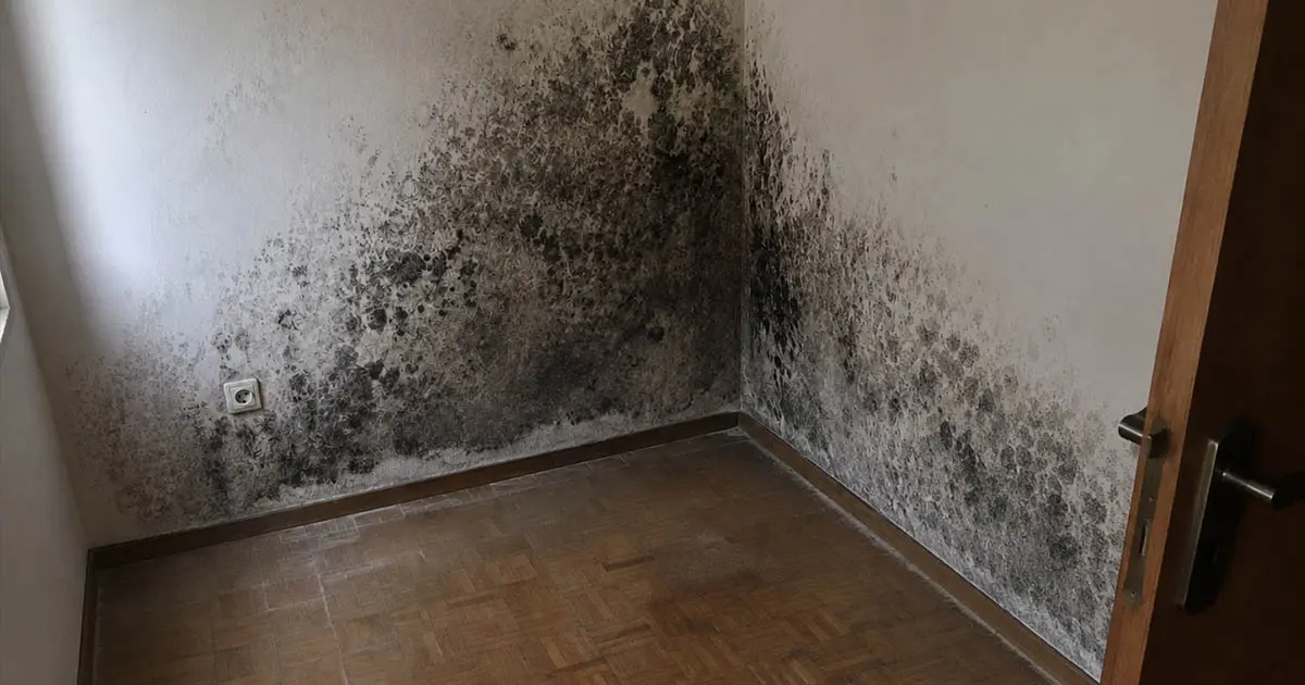 Szokatlan házi praktikával győztem le a penészt – ha korábban tudtam volna, nem szórtam volna el annyi pénzt a boltban