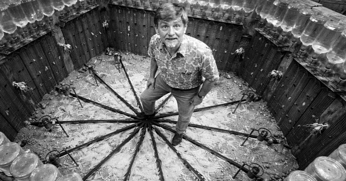 Univerzum-25: Egy egérkísérlet, amely megmutatta, mi vár az emberiségre túlnépesedés esetén