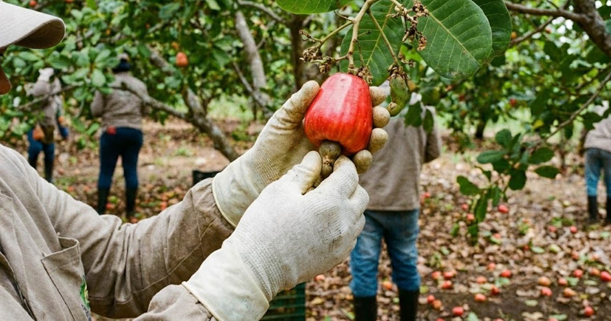 Szétmarja a bőrt, súlyos égési sérülést okoz: Miért nem árulják SOHA héjastul a kesudiót, és miért kerül 1 kiló majdnem tízezer forintba?