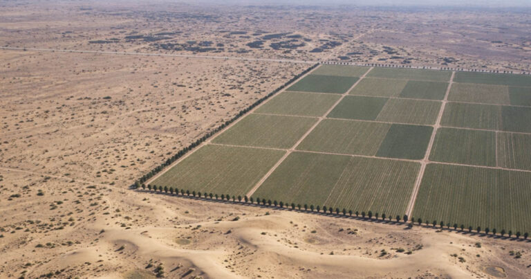 Kína Nagy Zöld Fala: Milliárd fák a sivatag ellen – Miért teszi?