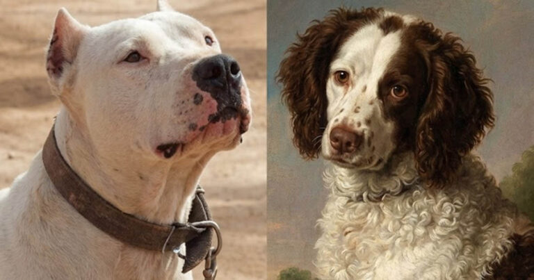 8 Kihalt Kutyafajta: Miért Tűntek El Örökre Ezek a Hű Társak?